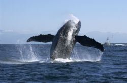 This photo was taken in Puerto Vallarta.
Nikon D1x lens ... by Eduardo Lugo 